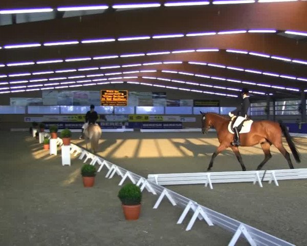 horse Argentino A (Oldenburg, 2000, from Argentinus)