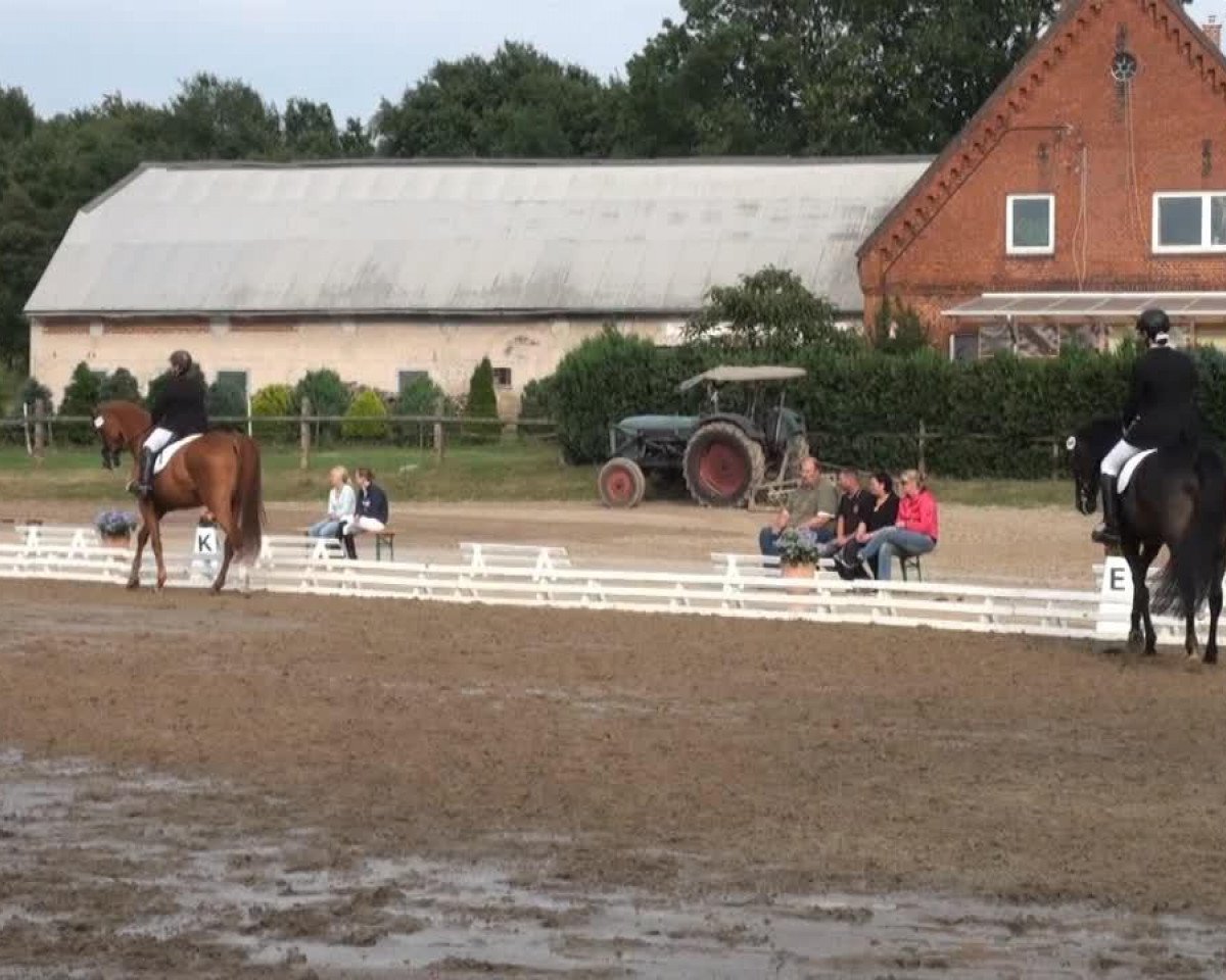 jumper Royal Dancer B (Oldenburg, 2005, from Royaldik)
