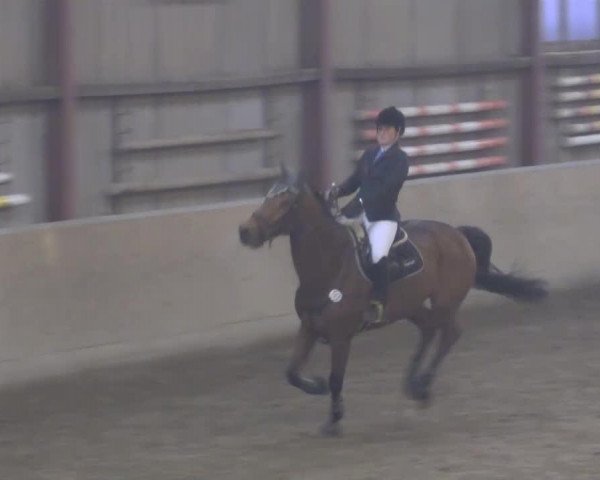 jumper Qasim Banu (Hessian Warmblood, 2006, from Quality Boy)