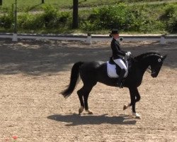 dressage horse Rob Roy 46 (Hanoverian, 2005, from Rubin Cortes OLD)