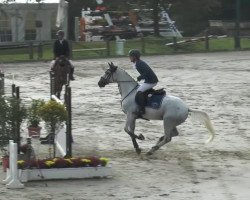 jumper Steinkraus (Hanoverian, 2005, from Stakkato Gold)