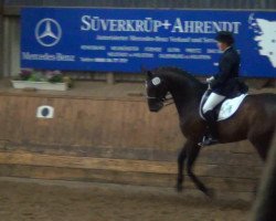 dressage horse Don Olympico (Hanoverian, 2001, from D'Olympic)