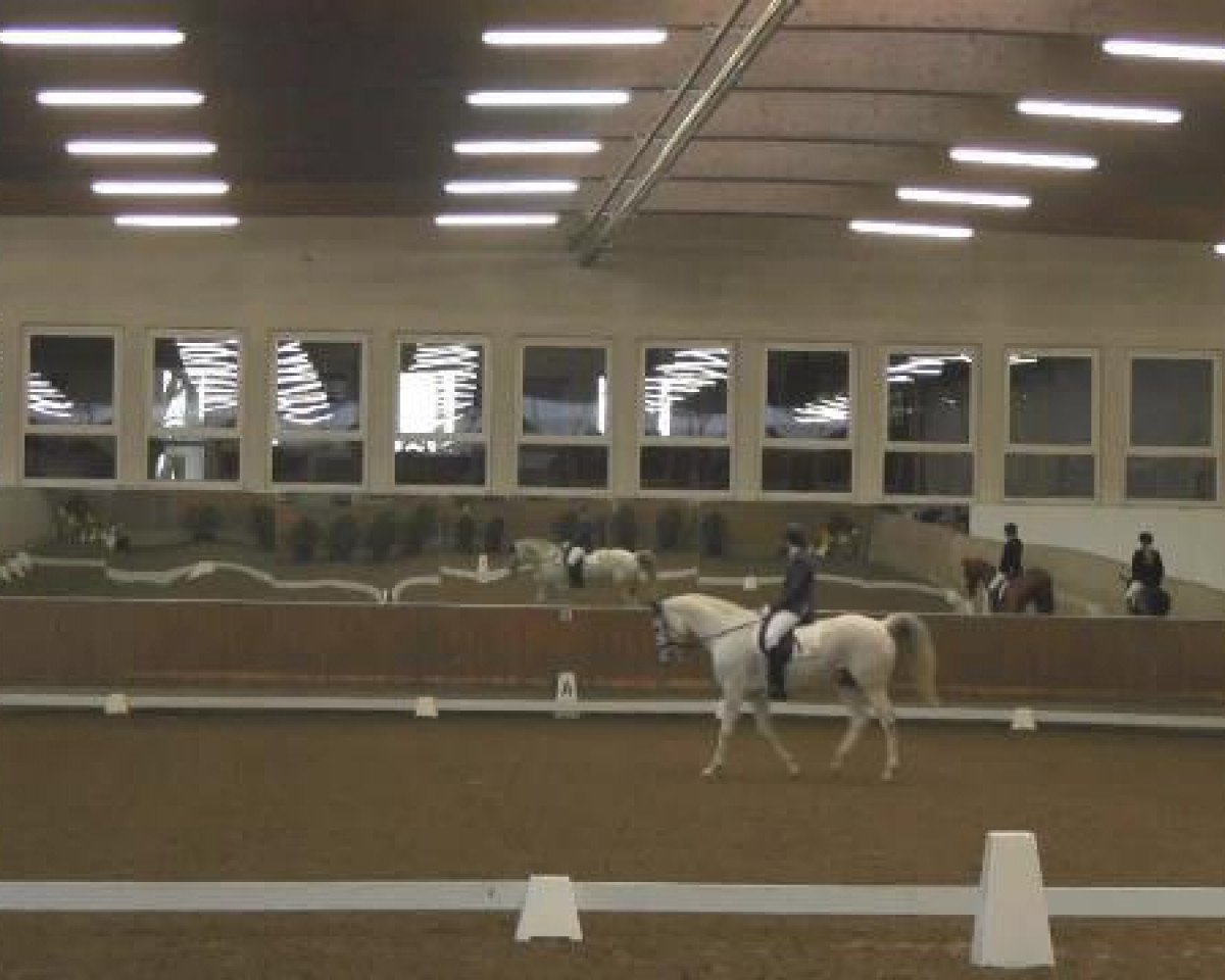 dressage horse Floress 5 (Hanoverian, 2005, from Florencio I)