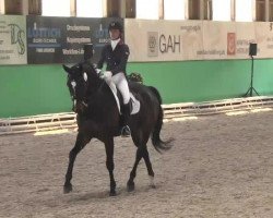 dressage horse Stedisboy (Hanoverian, 2004, from Stedinger)