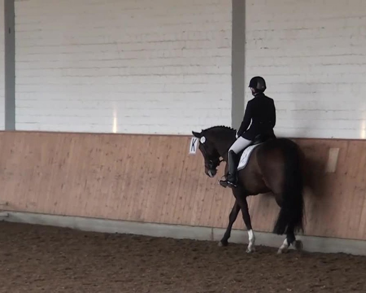 dressage horse Dream of Fly S (Hanoverian, 2006, from Diamond Hit)