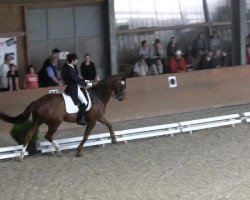 dressage horse Bonjour 79 (Hanoverian, 2004, from Belissimo NRW)