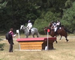 jumper Rahdiant (Hanoverian, 2006, from Rousseau)