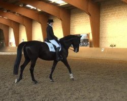 dressage horse Bodyguard 47 (Hanoverian, 2006, from Harmony's Baroncelli)