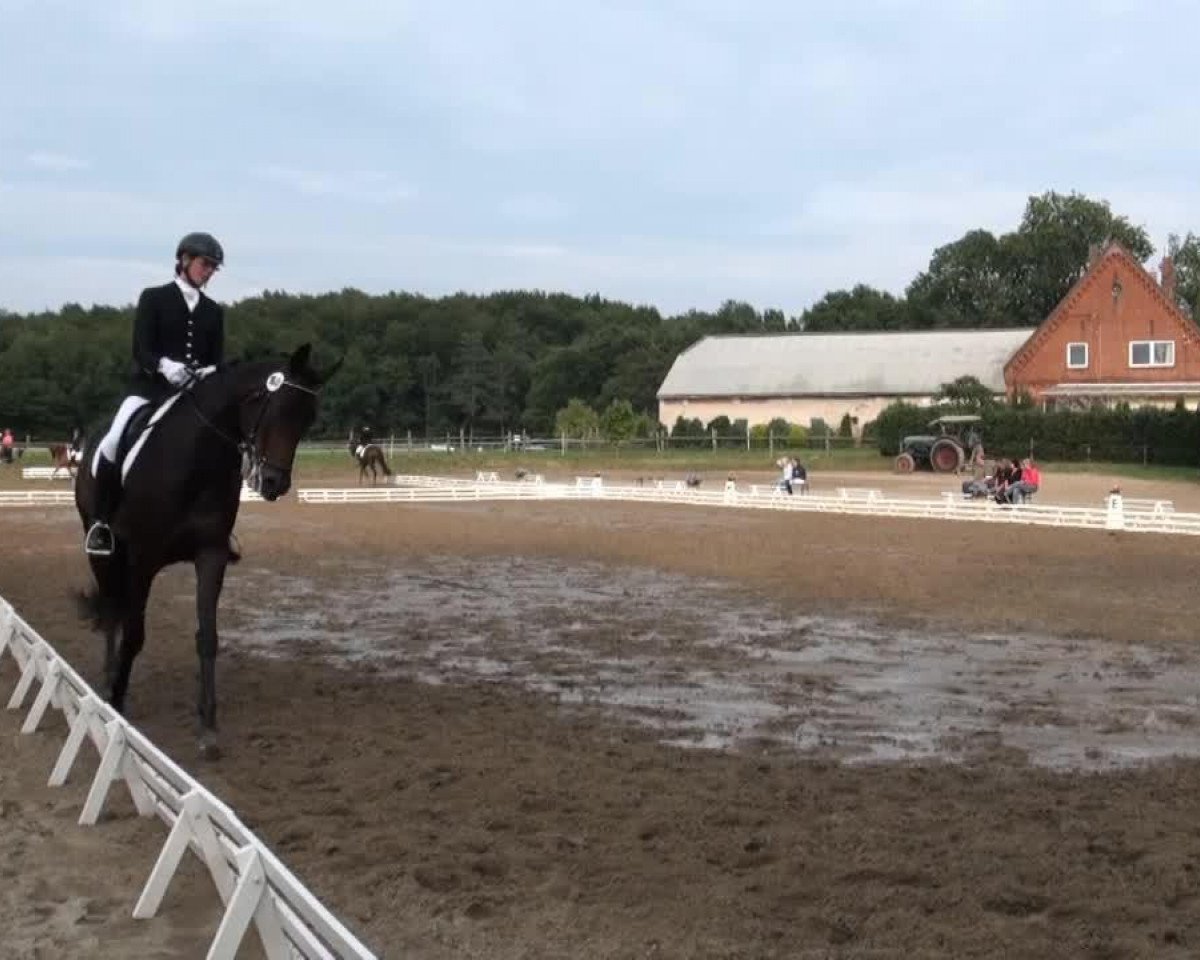 dressage horse Skarvo (Hanoverian, 2006, from San Remo)