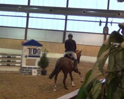 dressage horse Sally 657 (Hanoverian, 2008, from Sir Donnerhall I)