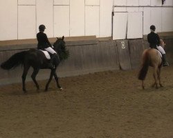 dressage horse Largo 229 (Hanoverian, 2002, from Londonderry)