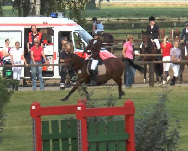 jumper Donata 278 (Hanoverian, 2005, from D'Artagnon)