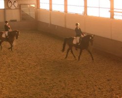 dressage horse Lewarino (Hanoverian, 2003, from Londonderry)