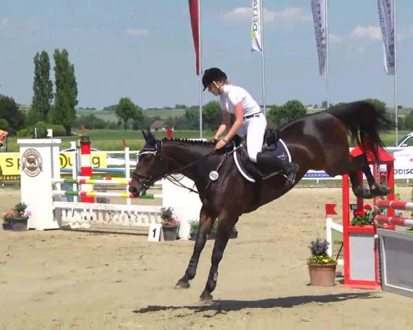 jumper Sakira 4 (Hanoverian, 2006, from Satisfaction FRH)