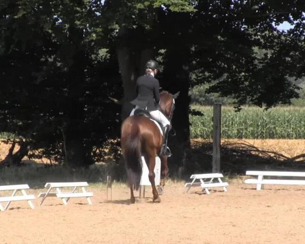 dressage horse Lisabell 7 (Hanoverian, 2000, from Londonderry)
