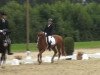 dressage horse Liveshow (Hanoverian, 2008, from Likoto xx)