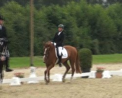 dressage horse Liveshow (Hanoverian, 2008, from Likoto xx)