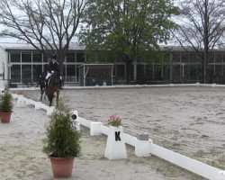 dressage horse Ramara 5 (Hanoverian, 2002, from Rotspon)