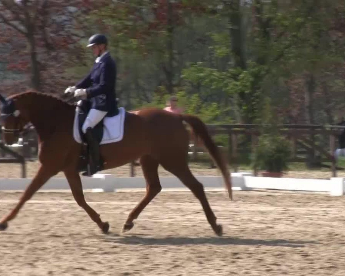 broodmare Bella Bonita 6 (Hanoverian, 2007, from Brentano II)