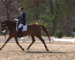 broodmare Bella Bonita 6 (Hanoverian, 2007, from Brentano II)