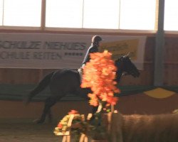 jumper Lumicino (Hanoverian, 2004, from Likoto xx)