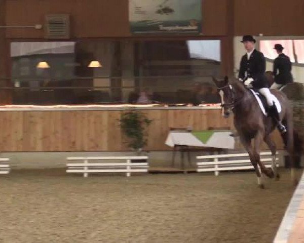 dressage horse Belverdere Freigut Garsena (Hanoverian, 2008, from Brentano II)