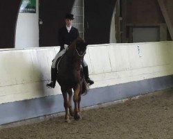 dressage horse Wirginio (Hanoverian, 2002, from Weltmeyer)