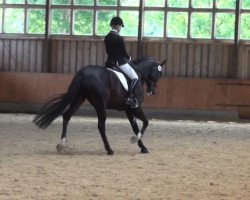 dressage horse Skyy (Hanoverian, 2006, from Santino)