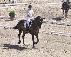 dressage horse Danny Belucci (Hanoverian, 2004, from Don Vino)