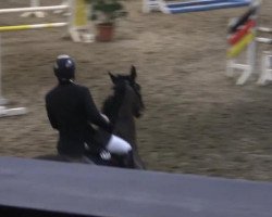 jumper Fernando 655 (Hanoverian, 2005, from Fabriano)