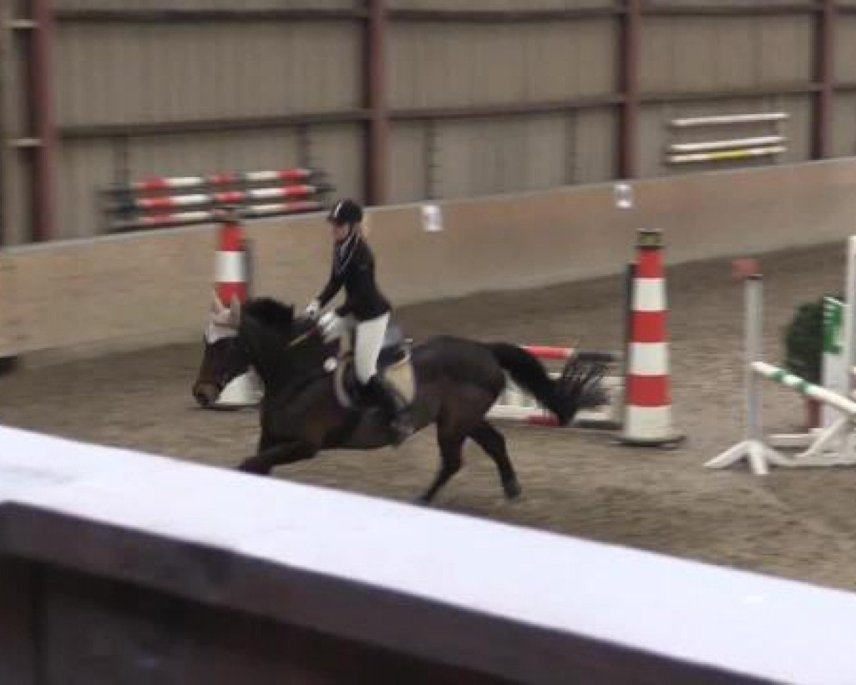 Springpferd Rhesi (Hannoveraner, 2005, von Rosentau)