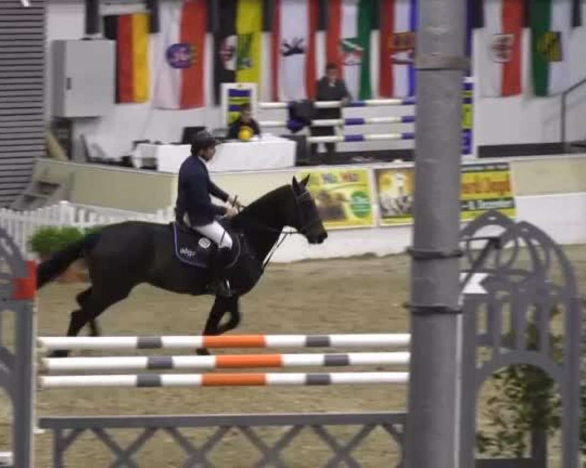 broodmare Estelle 55 (Hanoverian, 2004, from Escudo I)