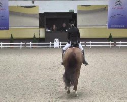 dressage horse Rompicolo (Hanoverian, 2004, from Rosentau)