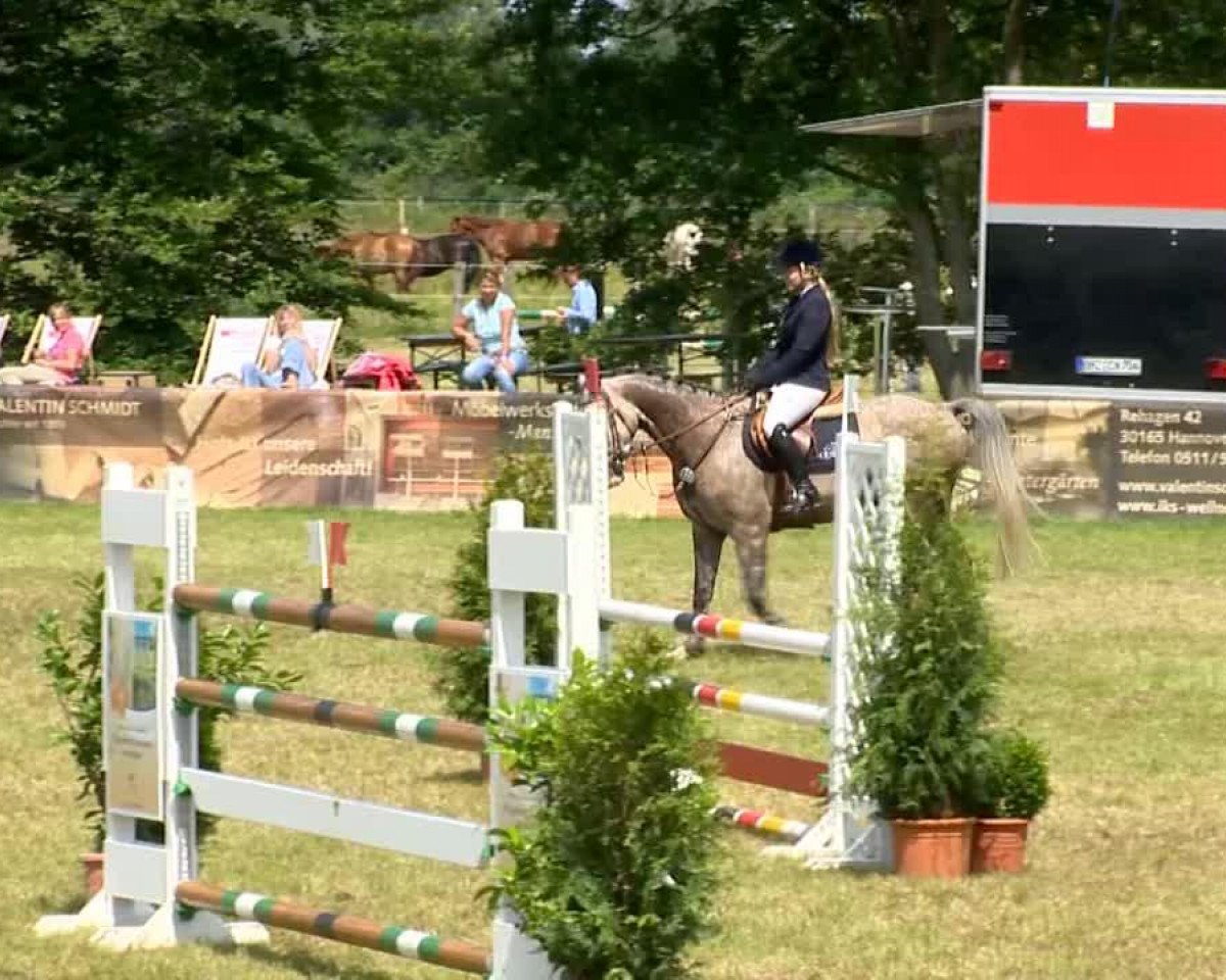 jumper Silverbird 9 (Hanoverian, 2006, from Salito)