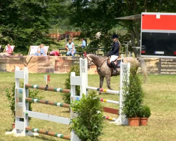 jumper Silverbird 9 (Hanoverian, 2006, from Salito)