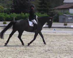 dressage horse Fair Name (Hanoverian, 2003, from For Feeling)