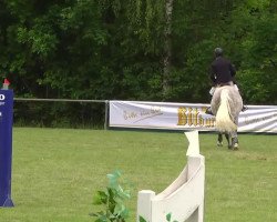 jumper Silver 289 (Hanoverian, 2006, from Stakkato)