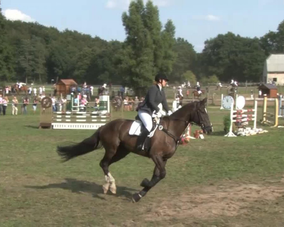 dressage horse Global Player 3 (Hanoverian, 2003, from Graf Top)