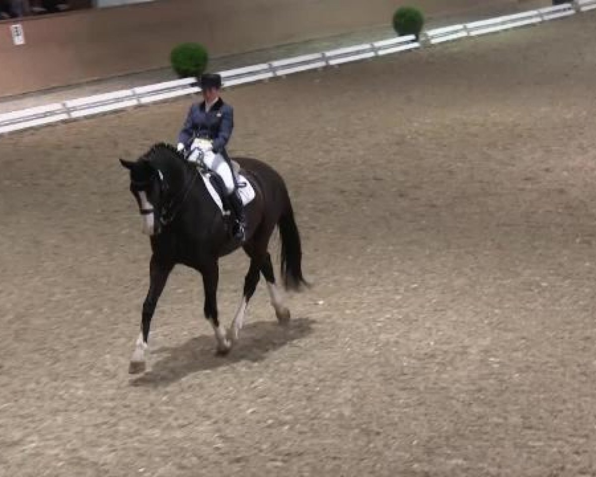 Dressurpferd Double Point (Hannoveraner, 2003, von Don Frederico)