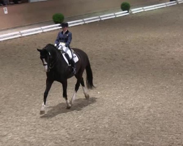 dressage horse Double Point (Hanoverian, 2003, from Don Frederico)