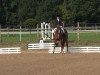 dressage horse Lord Leo E (Hanoverian, 2007, from Londonderry)