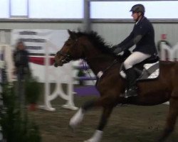 jumper Gilette 16 (Hanoverian, 2006, from Graf Top)