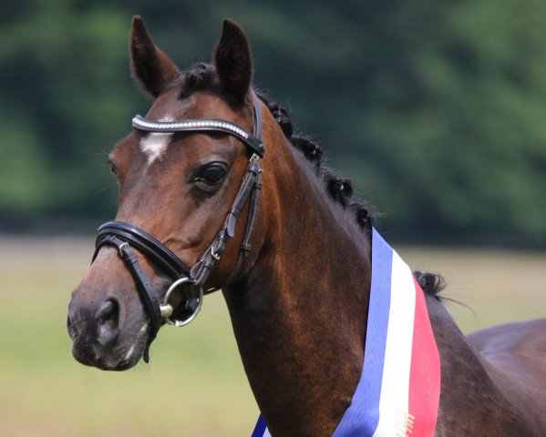 broodmare Crown Impala (German Riding Pony, 1997, from Dancer)