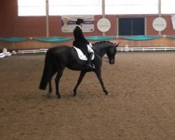 dressage horse Dufte Biene 11 (Hanoverian, 2006, from Don Frederico)