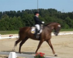 dressage horse Don King 4 (Hanoverian, 2003, from Don Vino)