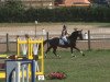 jumper Sizilianer (Hanoverian, 2005, from San Brasil)