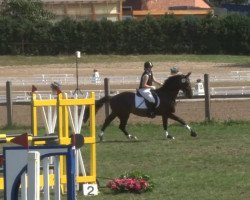 jumper Sizilianer (Hanoverian, 2005, from San Brasil)