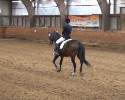 dressage horse Don Capitano 2 (Hanoverian, 2001, from Dream of Glory)