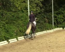 dressage horse Laskalino (Hanoverian, 2006, from Lanciano)