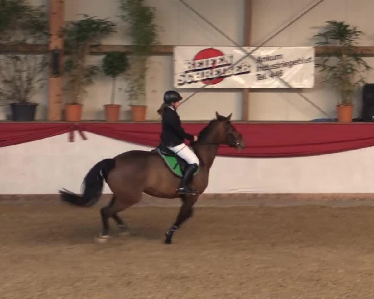 Dressurpferd Wind of Change 35 (Hannoveraner, 2006, von Wind Dancer)